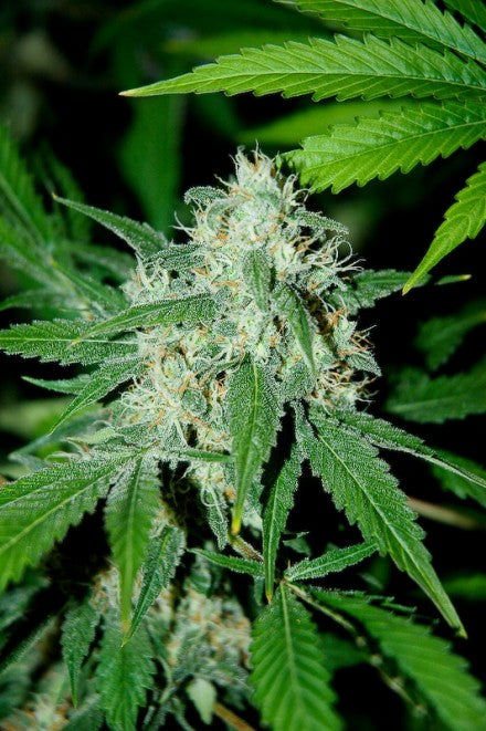 Advanced Seeds - Haze Mist